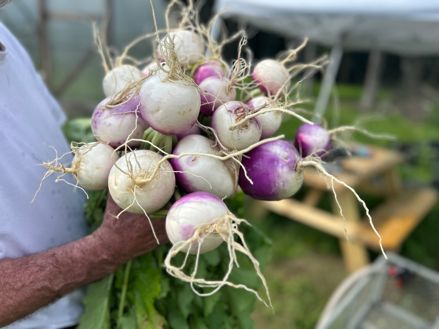 Turnips